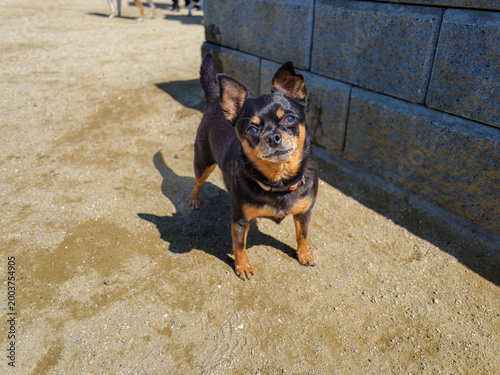 ドッグランの犬