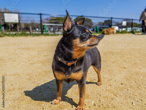 ドッグランの犬