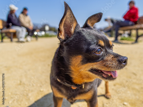 ドッグランの犬
