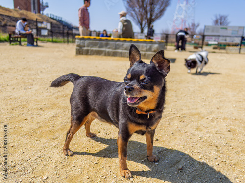 ドッグランの犬