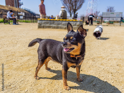 ドッグランの犬