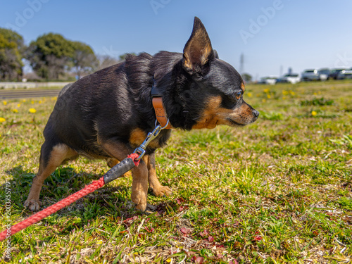 ドッグランの犬