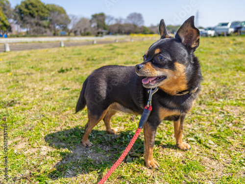 ドッグランの犬