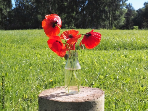 Bright red poppy flowers in a glass vase placed on a tree stump in a sunny green meadow with forest background. Natural summer landscape with vibrant colors, outdoor floral still life