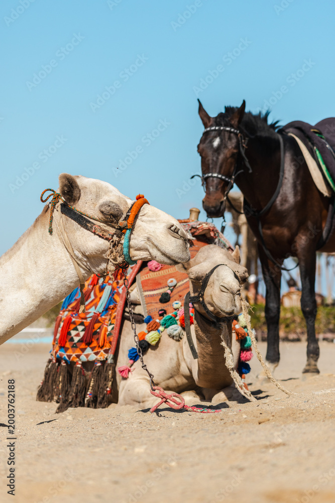 Naklejka premium Two camels resting on desert sand with colorful saddles and horse standing nearby in Egypt