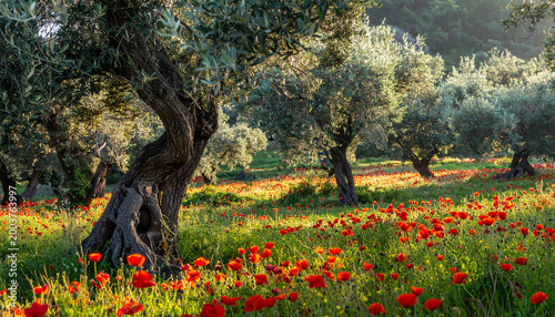 Tuscan Olive %26 Poppy- Silvery olive leaves mixed with bright red field poppies