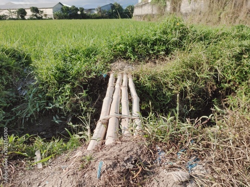A simple small bridge made from a row of small bamboos stretched over a small ditch on the edge of a green rice field in the farmland.