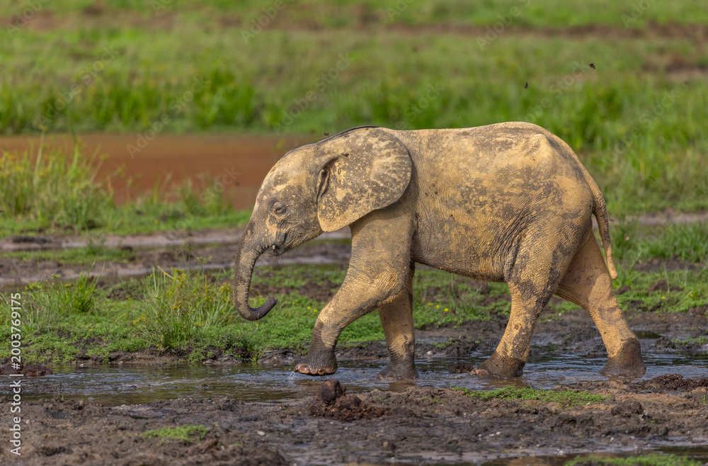 Fototapeta premium Young African Forest Elephant (Loxodonta cyclotis) covered in mineral rich mud at Dzanga Bai in the Central African Republic