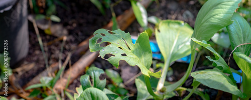 leaves with holes from insect and pest bites,cover page