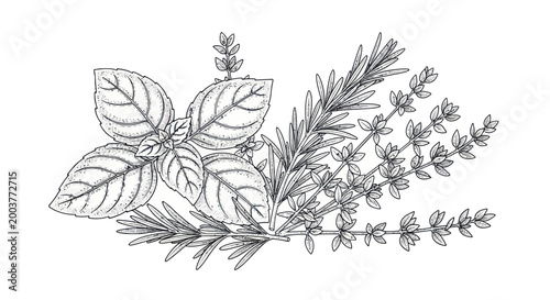 Black and White Sketch of Fresh Herbs: Basil, Rosemary, Thyme