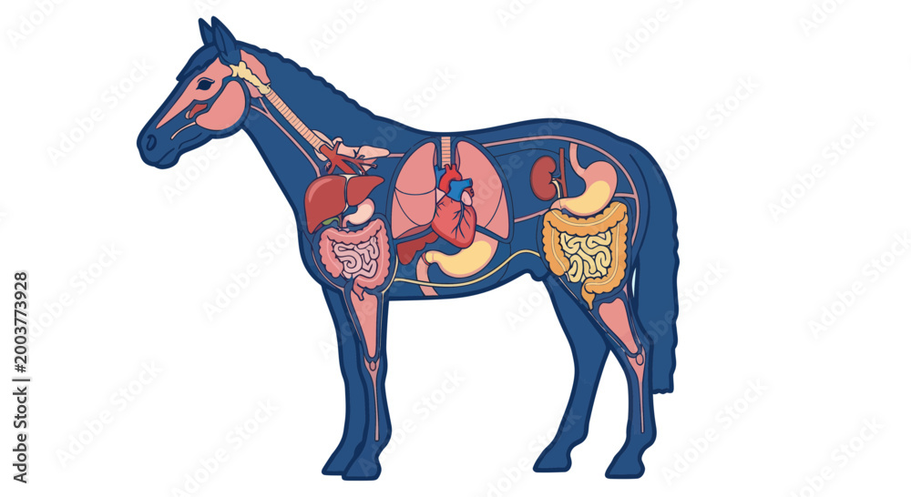 Obraz premium Horse Anatomy: Detailed Internal Organs Diagram, Veterinary Science Illustration