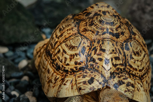 Foto shell details The Leopard Tortoise is a type of popular land tortoise that originates from Africa