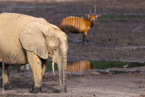 Wild African Forest Elephant (Loxodonta cyclotis) covered in mineral rich mud with Western Bongos (Tragelaphus eurycerus) and water reflection at Dzanga Bai in the Central African Republic