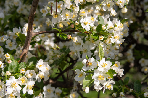 White blossoms