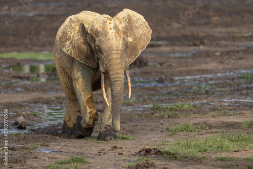 Wild African Forest Elephant (Loxodonta cyclotis) covered in mineral rich mud at Dzanga Bai in the Central African Republic