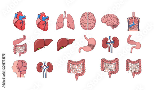 Human internal organs and body systems icons set anatomy vector illustration collection