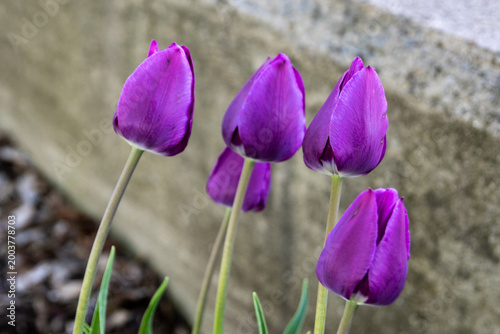 purple tulips