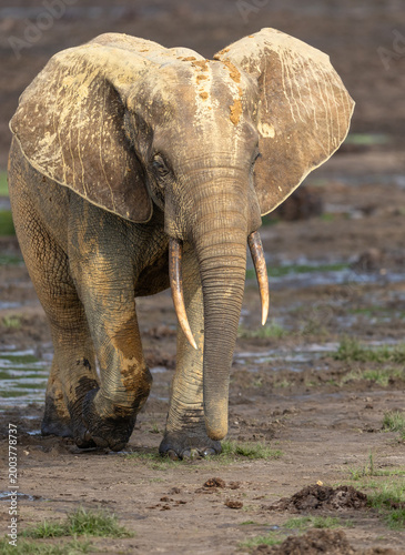 Wild African Forest Elephant (Loxodonta cyclotis) covered in mineral rich mud at Dzanga Bai in the Central African Republic