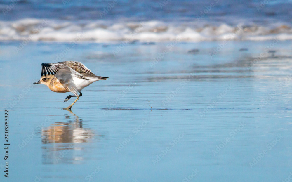 Naklejka premium Dotterel Running on Wet Sand