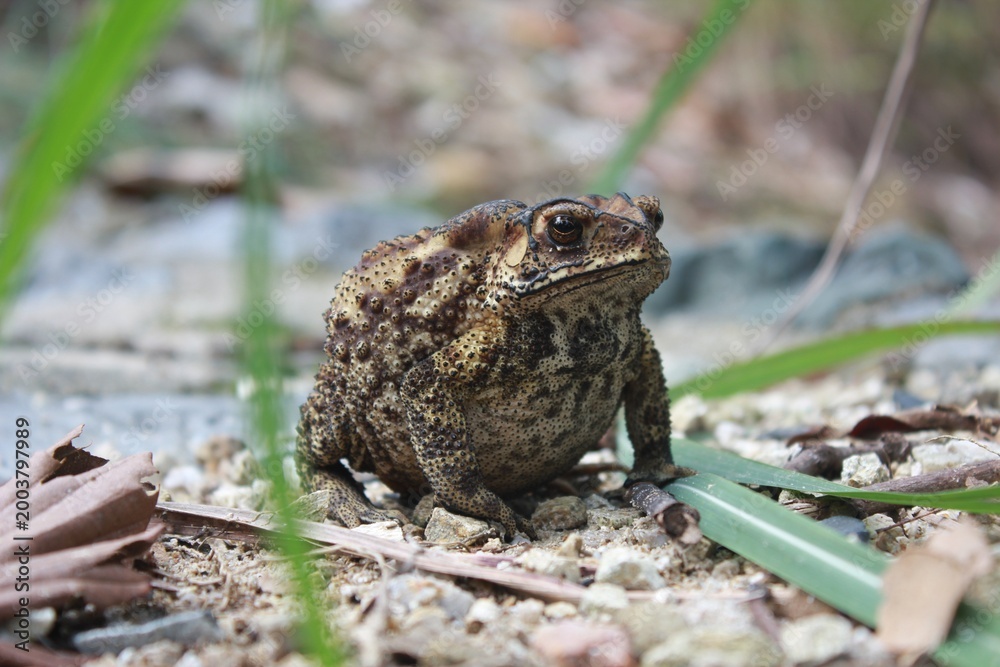 Fototapeta premium Frog rests on gravel with green grass nearby in natural setting during daylight hours