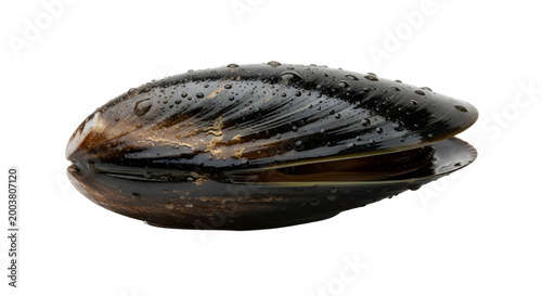 Fresh blue mussel with water droplets, raw black shellfish isolated on white background, organic seafood ingredient for gourmet cooking