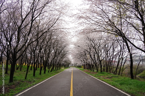 Perspective view of an empty road lined with cherry blossom trees.