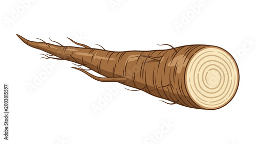 Long burdock root shown next to its circular cross-section displaying the internal ring pattern in a detailed brown illustration.