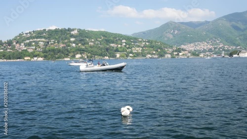 Como, Italy,2026,april,2nd, swan on the lake