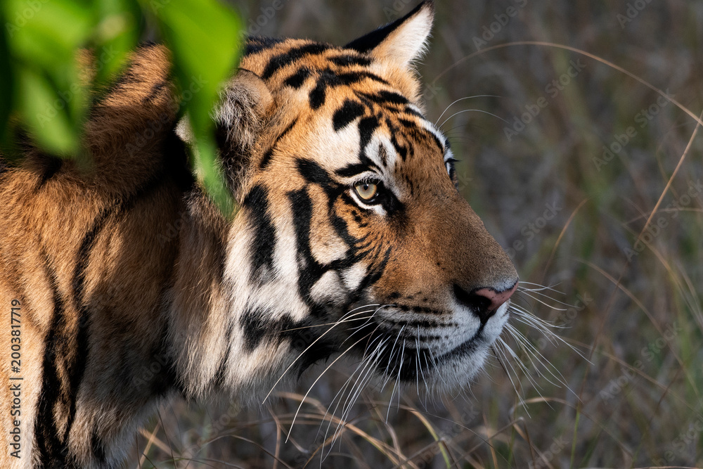 Fototapeta premium Close-Up Portrait of Royal Bengal Tiger in Natural Wild Habitat