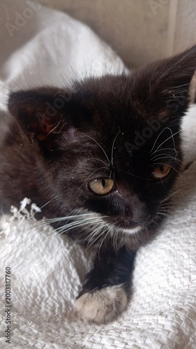 Closw up of black kitten