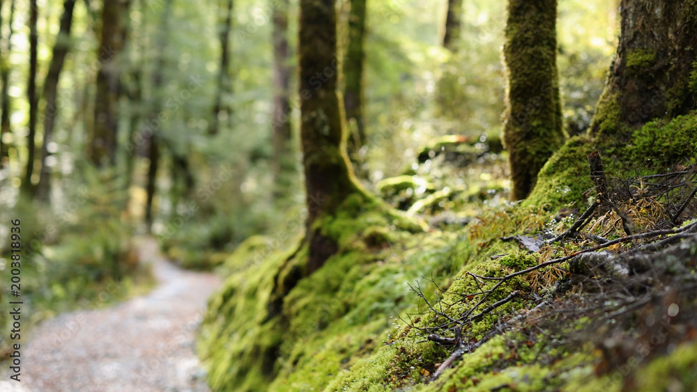 Obraz premium Lush Mossy Trail Through a Temperate Rainforest in Kinloch New Zealand