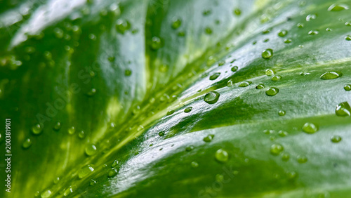 Fotografía Macro Shot of Fresh Morning Dew Drops on Vibrant Green Leaf
