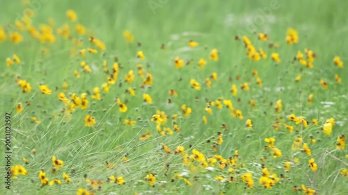 Beautiful spring wildflower field with gentle breeze
