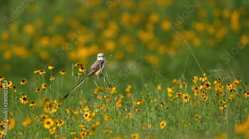 Beautiful bird swing in spring wildflower field with gentle breeze