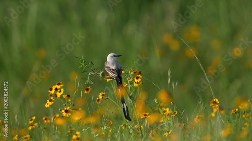 Beautiful bird swing in spring wildflower field with gentle breeze