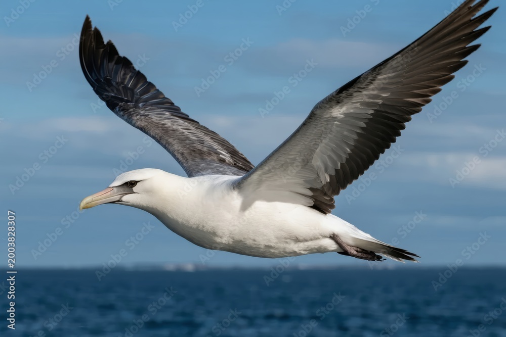 Fototapeta premium A white seabird with black-tipped wings soars above the ocean against a blue sky.