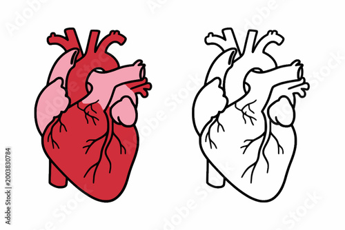 Human Heart Anatomical Vector Illustration on White Background