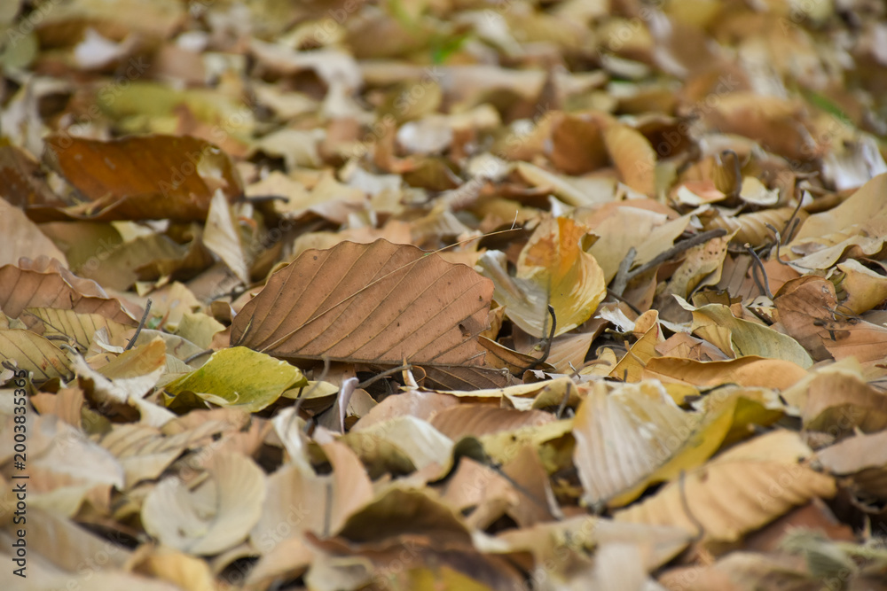 Obraz premium Yellow leaves fall to the ground on a sunny autumn day. Nature background concept