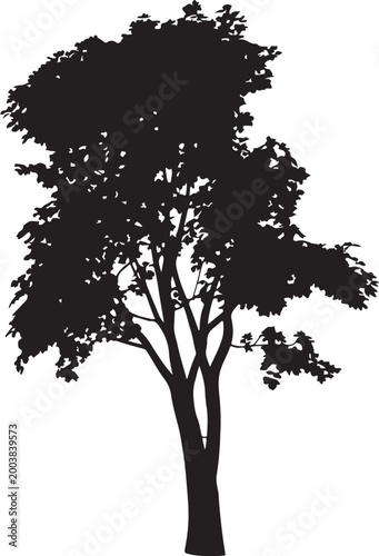 Black silhouette of a tall evergreen tree isolated on white background. Tree Silhouette Illustration