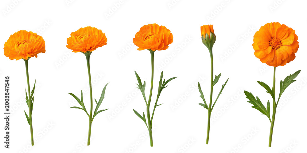 Obraz premium Five orange ranunculus flowers and one bud on black background bloom blossom