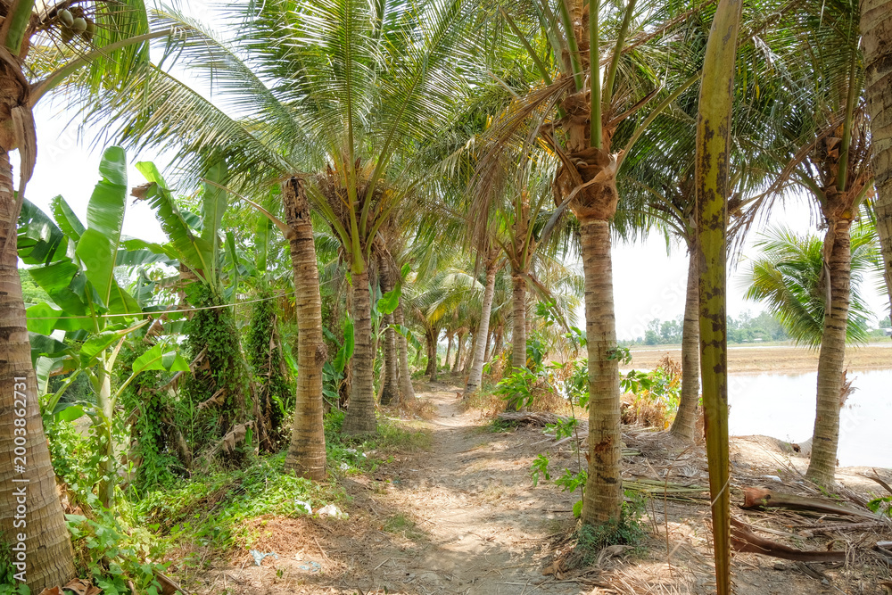 Fototapeta premium Rural Path Through Palm Grove - Scenic Countryside Scene with Tall Palm Trees Along a Dusty Trail Leading to Fields and a Distant Horizon