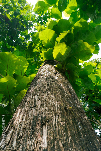 Cuadro en lienzo Closeup image of teak tree