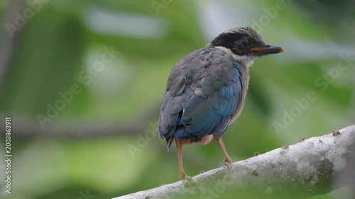 bird