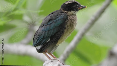 bird