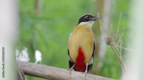 bird