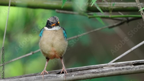 bird