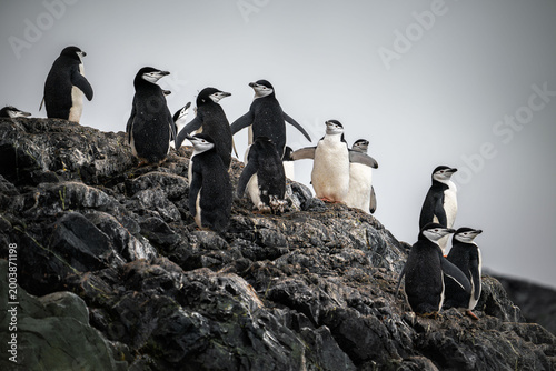Foto A colony of chinstrap penguins on rugged Antarctic cliffs