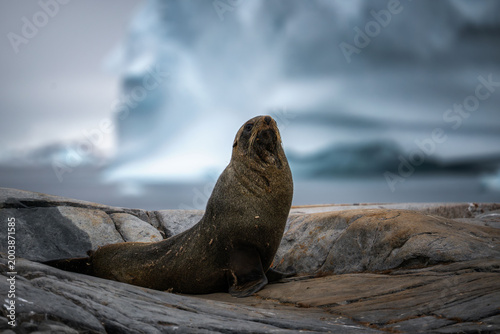 Photos A fur seal rests peacefully on a rocky Antarctic shore.