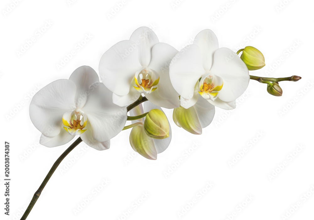 Obraz premium Elegant white orchid bloom with delicate yellow accents isolated on transparent background