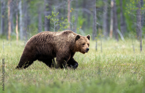 Wild brown bear ( Ursus arctos )